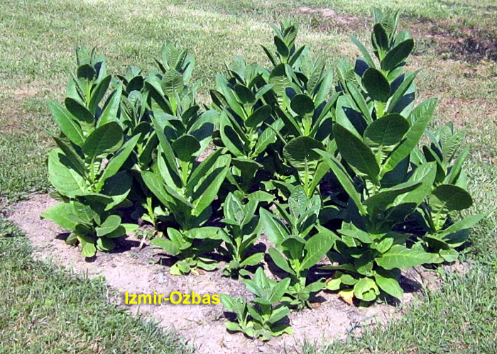 Garden20260716_7805_IzmirOzbas_bed_da48_700.jpg