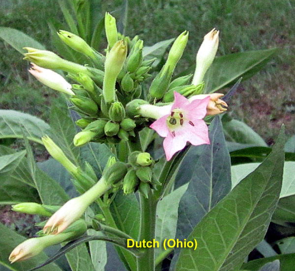 Garden20260721_7811_DutchOhio_blossom_600.jpg