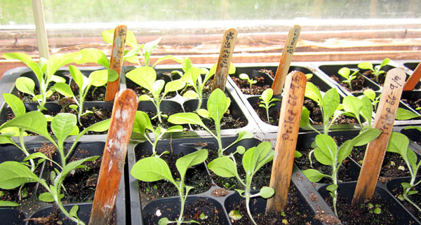 Garden20220402_6309_Prilep_600.jpg