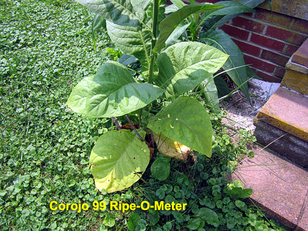 Garden20210721_5883_RipeOMeter_600.jpg