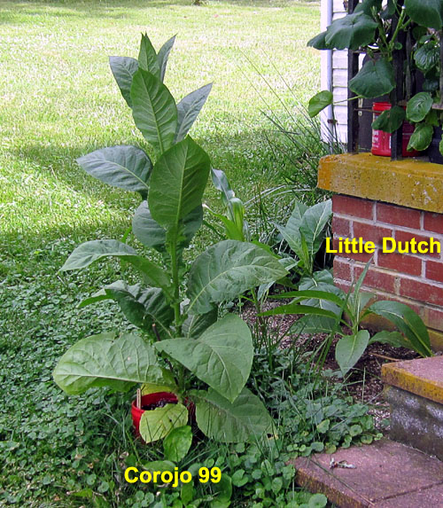 Garden20210708_5841_porch_Corojo99_LittleDutch_500.jpg