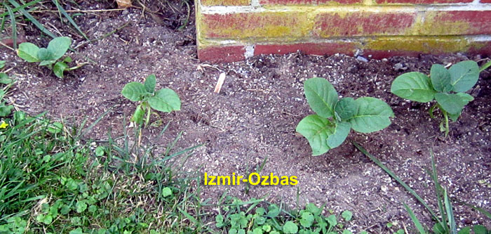 Garden20260612_7775_IzmirOzbas_porchCorner_11da_700.jpg
