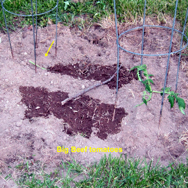 Garden20250511_7563_bigBeefTomato_600.jpg