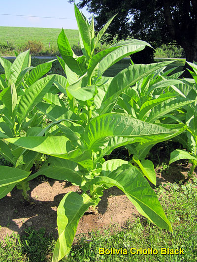 Garden20130719_806_BoliviaCriolloBlack_fullPlant_400.jpg
