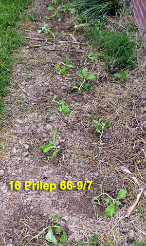Garden20220513_6343_Prilep66_9_7_bed_300.jpg