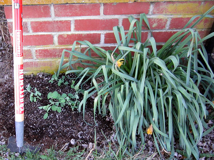Garden20230402_6913_peas_porchCornerBed_700.jpg