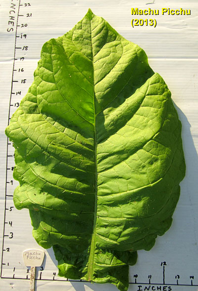 Garden20130725_838_MachuPicchu_leafSize_400.jpg