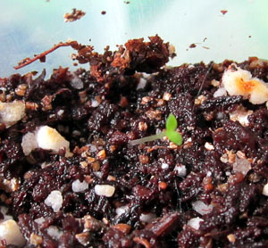 Garden20120417_132_LongRed_seedlingGA3_300.jpg