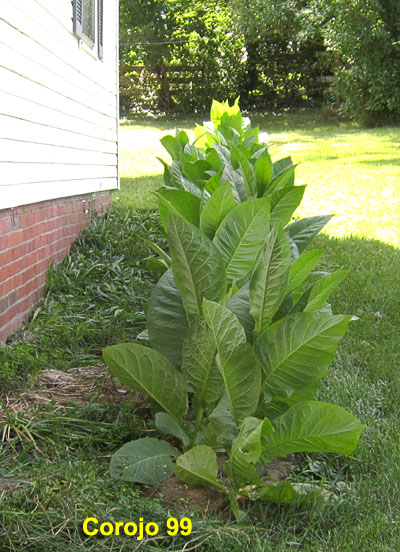 Garden20210703_5817_Corojo99_longBed_400.jpg