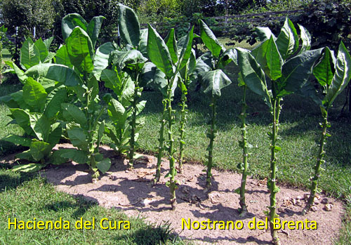 Garden20160905_2269_Nostrano_Hacienda_500.jpg