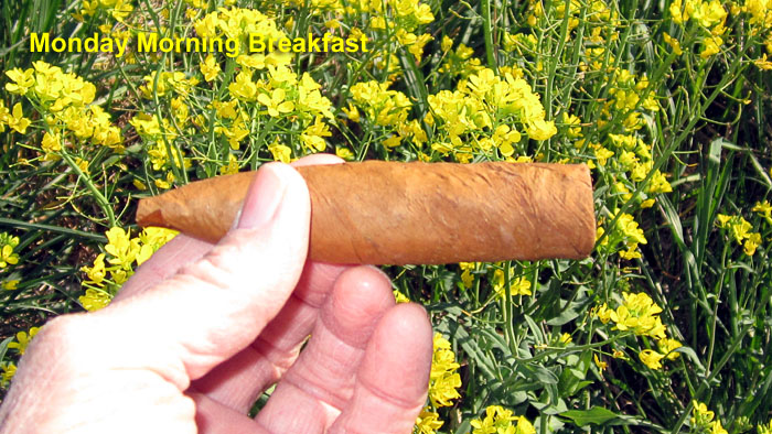 Garden20240415_7357_cigar_CTShade_MondayMorning_700.jpg