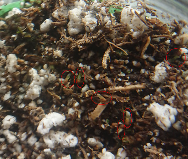 CV_germination.JPG
