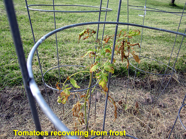 Garden20230511_6969_Tomatoes_afterFrost_600.jpg