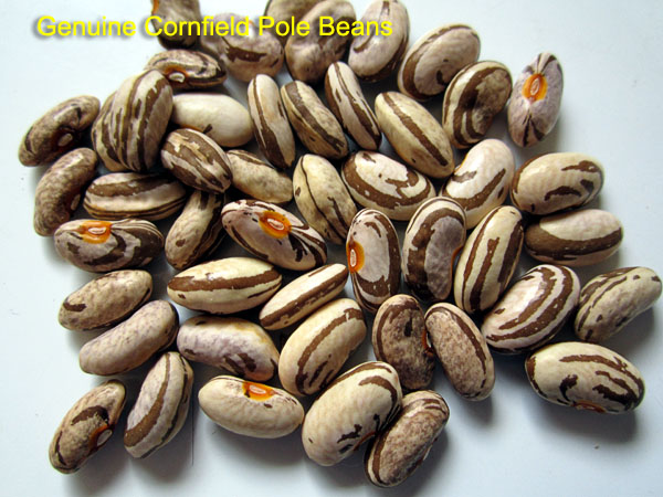 Garden20171001_3154_cornfieldBeans_dried_600.jpg