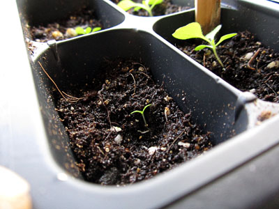 Garden20170413_2557_seedlings6.5wksA_400.jpg