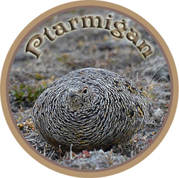 ptarmigan02.jpg