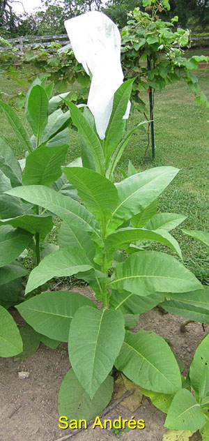 Garden20150729_1965_SanAndres_plant_300.jpg
