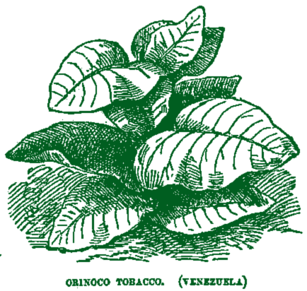 oronoco tobacco Orinoco | Fair Trade Tobacco