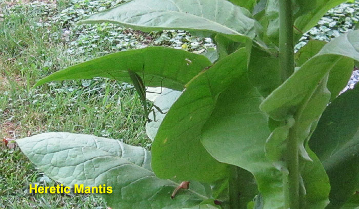 Garden20260913_7856_hereticMantis_700.jpg