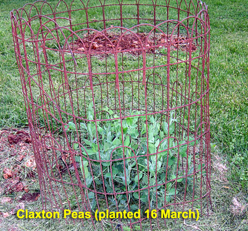 Garden20220506_6339_peas_bed_500.jpg