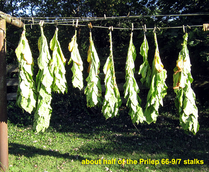Garden20220901_6640_Prilep66_9_7_stalkCut_SunCuring_700.jpg