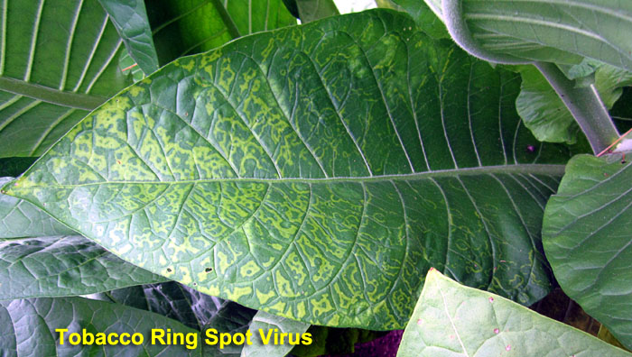 Garden20210717_5863_TobaccoRingSpotVirus_NB11_700.jpg