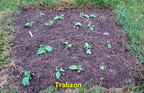 Garden20210517_5704_Trabzon_bed_500.jpg