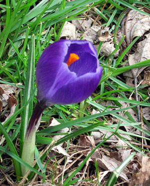 CrocusInFeb20120229_058_300.jpg
