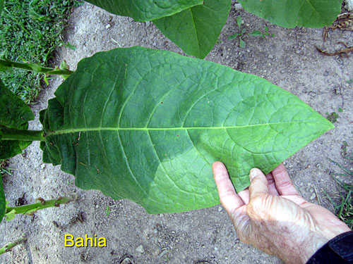 Garden20150901_2063_Bahia_leaf_500.jpg