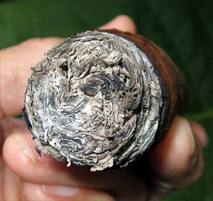 Garden20180901_3881_cigar_CTShade_VueltaAbajo_ash_300.jpg