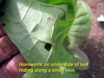 Garden20140624_1255_pestFest_hornwormOnUnderSurface_400.jpg