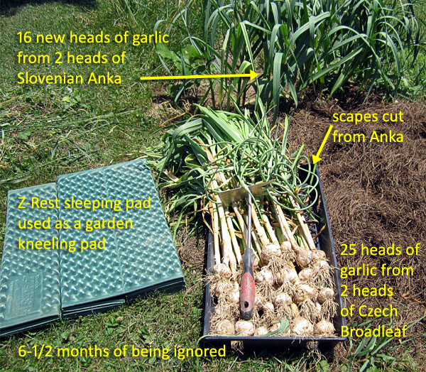 Garden20180616_3602_CzechGarlic_dug_600.jpg