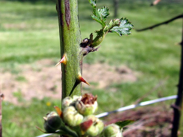 Garden20200429_5059_blackBerries_thorns_600.jpg