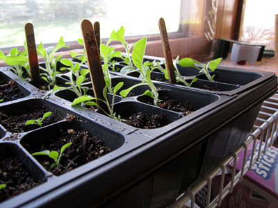 Garden20170413_2558_seedlings6.5wksB_400.jpg