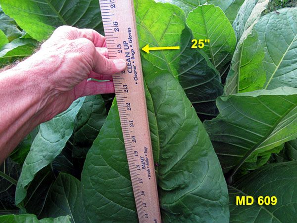 Garden20210704_5830_MD609_leafLength_600.jpg