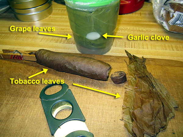 Garden20200627_5190_grapeLeavesInBrine_cigar_600.jpg