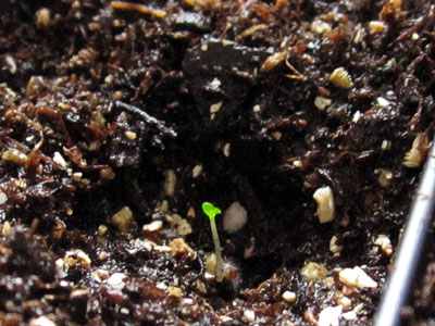 Garden20140318_1133_singleSeedling_400.jpg