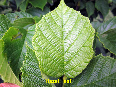 Garden20140628_1274_hazelLeaf_400.jpg