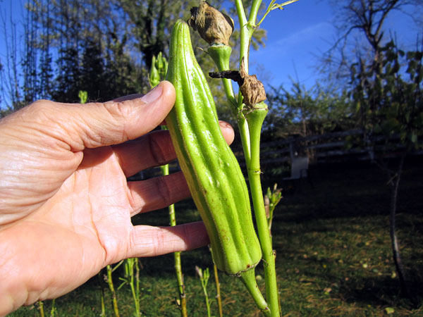 Garden20161029_2345_okraSeedPod_600.jpg