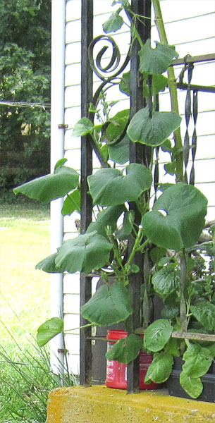 Garden20210708_5841a_miniKabocha_600v.jpg