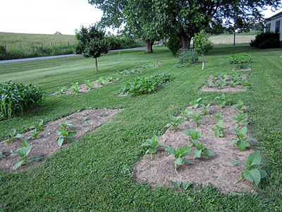 Garden20130614_678_lowerGarden_400.jpg