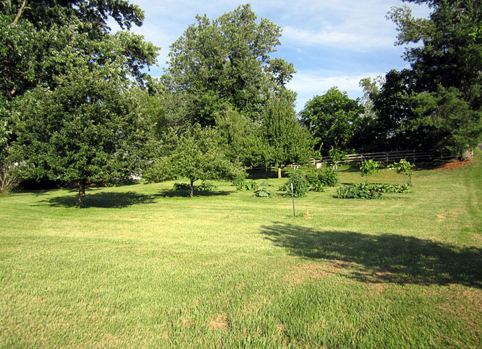 Garden20210622_5778_wholeYard_700.jpg