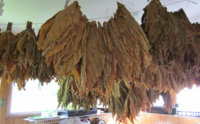 Garden20130825_923_bPorch_finish-curing_400.jpg