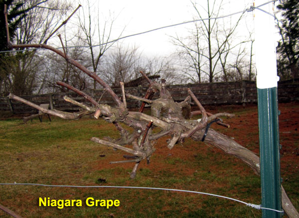 Garden20200302_4950_prunedGrape_600.jpg