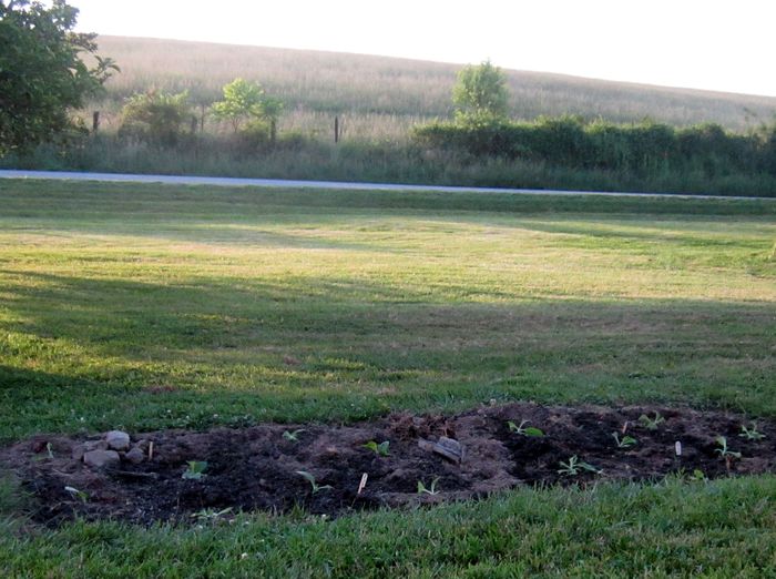 Garden20260531_7763_LongRed_DutchOhio_bed_sideView_700.jpg