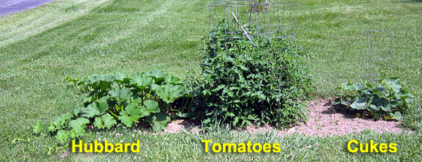 Garden20230628_7058_veggieBed_lower_600.jpg