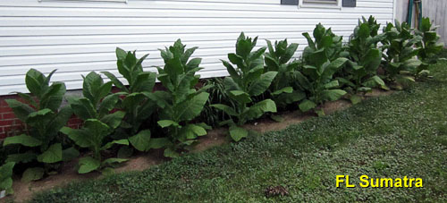 Garden20140712_1331_FLSumatra_bed_500.jpg