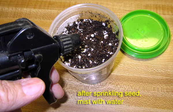 Garden20230301_6866_germinationStart04_600.jpg