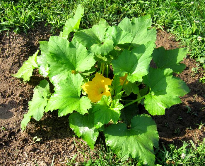 Garden20250625_7603_yellowScallop_700.jpg
