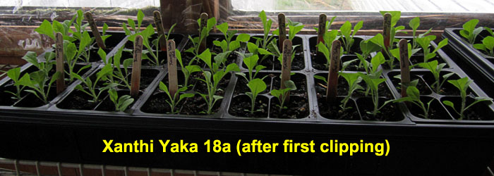 Garden20230407_6917_XanthiYaka18a_1stClipping_700.jpg